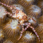 Reef Safe Crabs