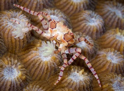 Reef Safe Crabs