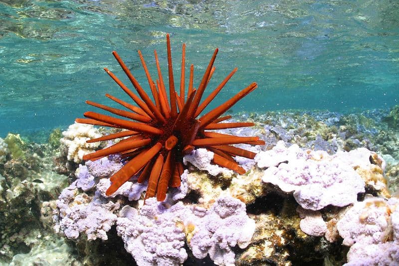 Reef Safe Urchin - Best Urchin for a Reef Tank