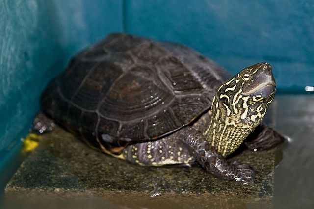 Reeves Turtle (Mauremys reevesii) 