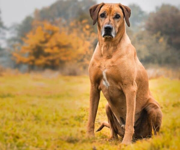 Rhodesian Ridgeback Gifts