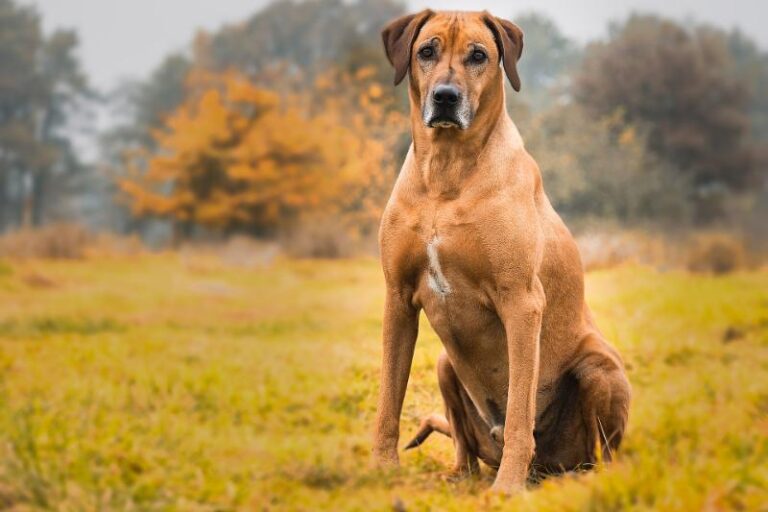 Do Rhodesian Ridgebacks Need Winter Coats Best Winter Coats for