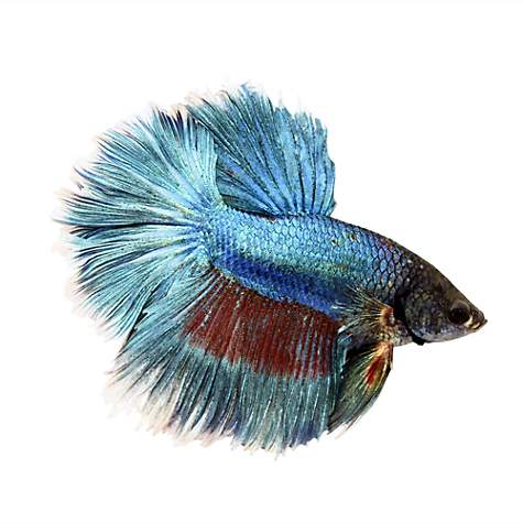 Rose Petal Betta (Betta splendens)