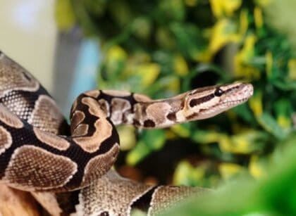 Safe Plants for Ball Pythons