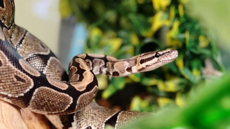 Safe Plants for Ball Pythons - The Pet Supply Guy