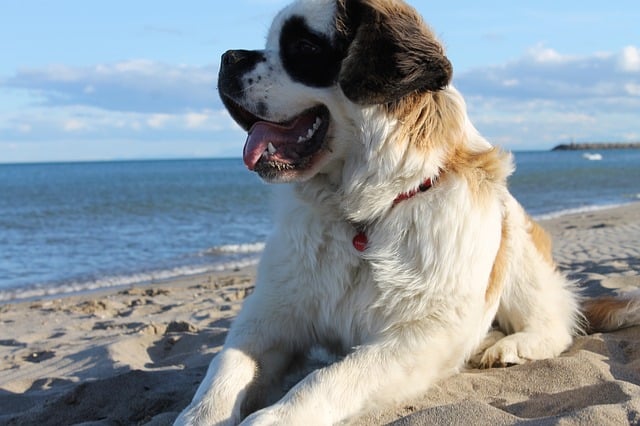 Saint Bernard - Top 20 Dumbest Dog Breeds