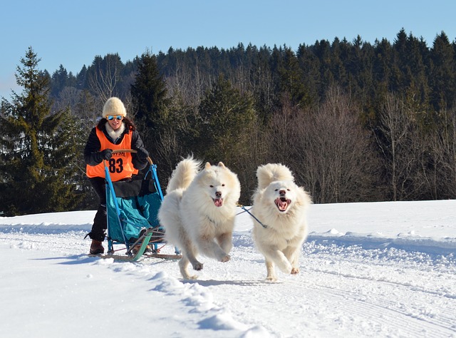 Samoyed