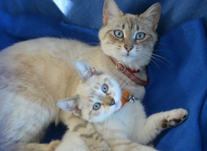 Sentry Calming Collar vs Feliway