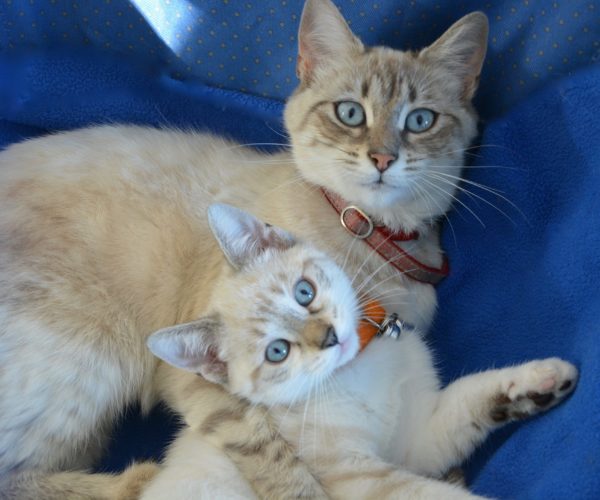 Sentry Calming Collar vs Feliway