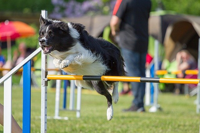 Setup an Obstacle Course for Dogs