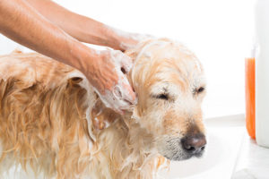 Best Deshedding Shampoo for Dogs