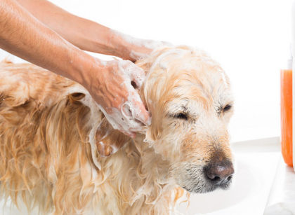 Best Deshedding Shampoo for Dogs
