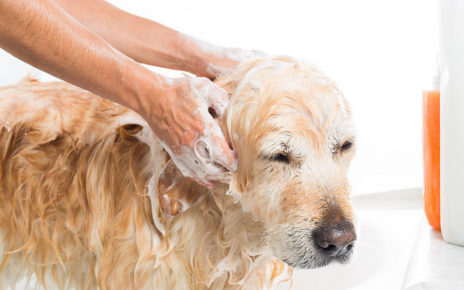 Best Deshedding Shampoo for Dogs
