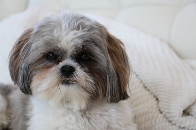 Shih Tzu - Top 20 Dumbest Dog Breeds