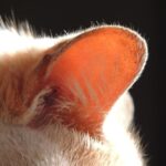 Should I Clean My Cat's Ears