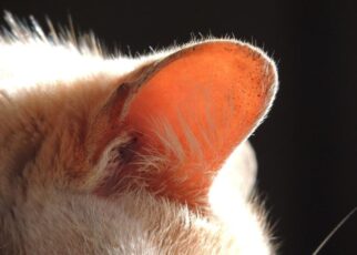 Should I Clean My Cat's Ears