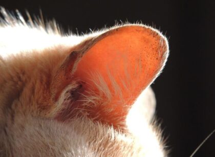 Should I Clean My Cat's Ears