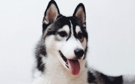 Siberian Husky Gifts for Dog Lovers