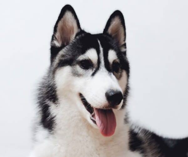 Siberian Husky Gifts for Dog Lovers
