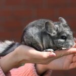 Signs Your Chinchilla Likes You