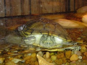 Turtle Tank Decoration Ideas - The Pet Supply Guy