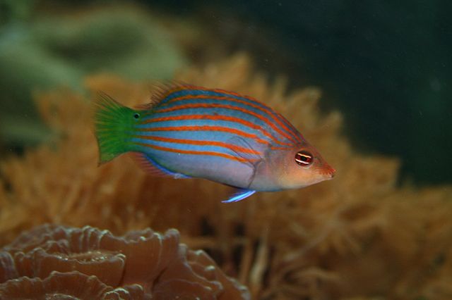 Six-line Wrasse