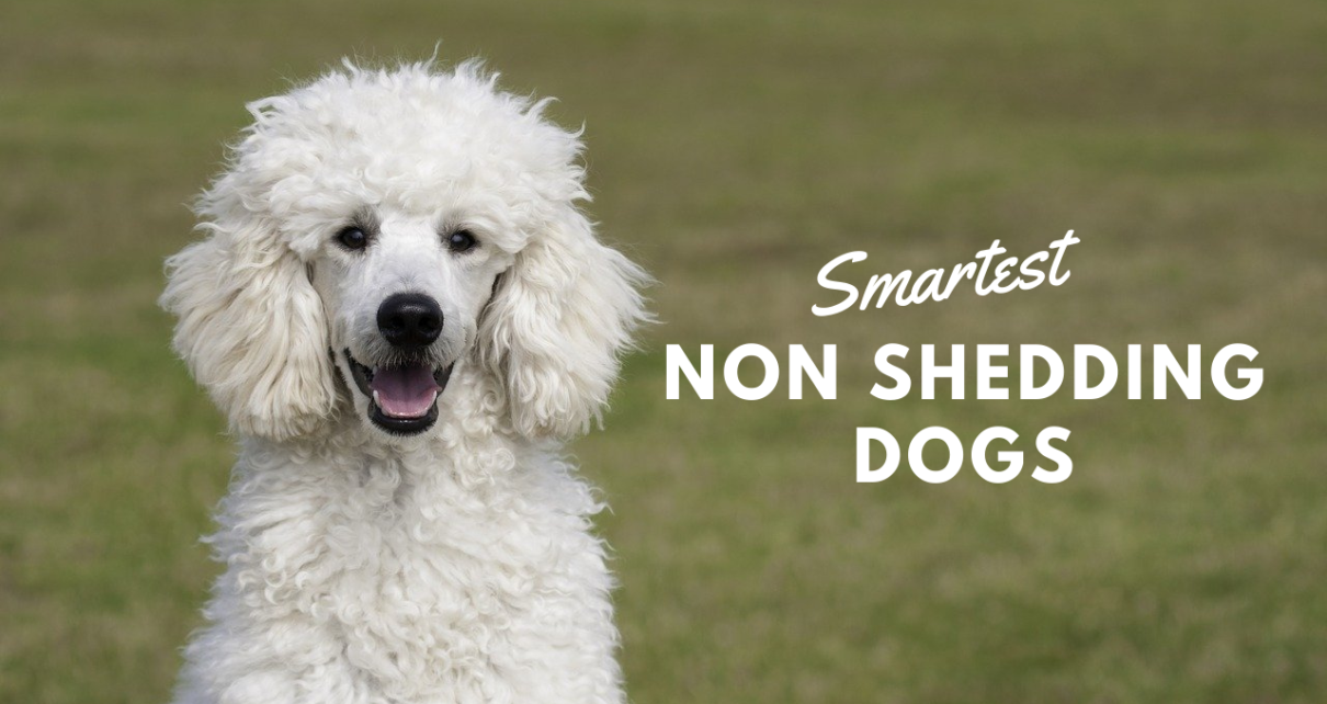 Smartest Non Shedding Dogs