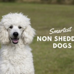 Smartest Non Shedding Dogs
