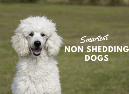 Smartest Non Shedding Dogs