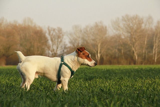 Smooth Coat Short Hair Jack Russell