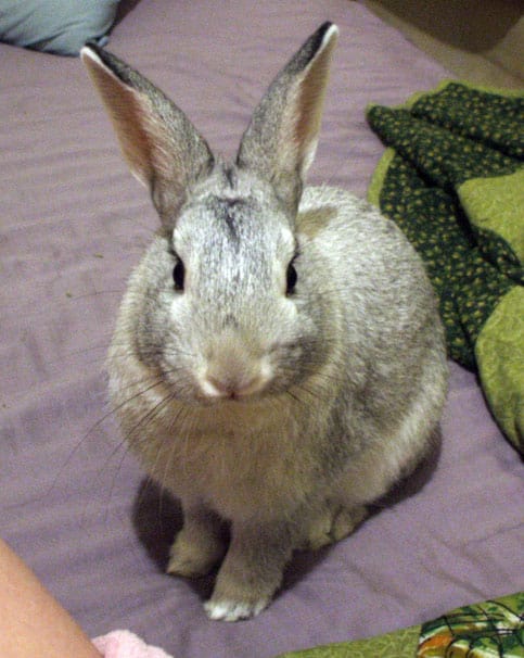 Standard Chinchilla Rabbit - Most Which Breed of Rabbit is Most Child Friendly