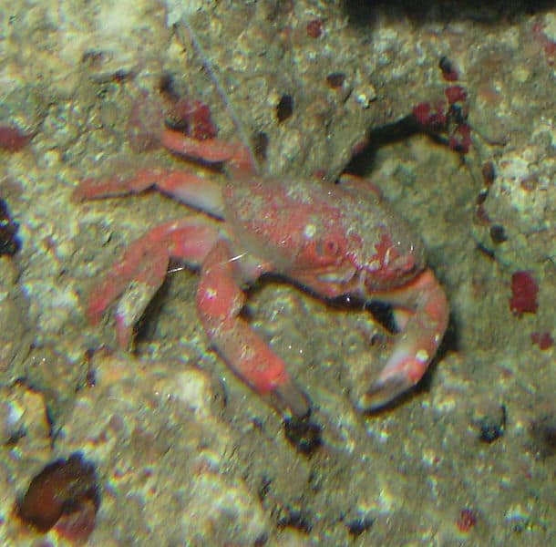 Strawberry Crab – Liomera sp