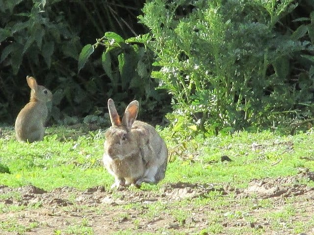 Sussex Rabbit - Most Which Breed of Rabbit is Most Child Friendly