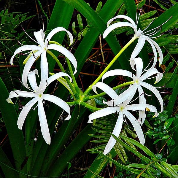 Swamp Lily - Bob Peterson CC BY SA 2.0