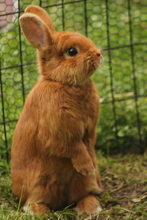 Thrianta Rabbit - Most Which Breed of Rabbit is Most Child Friendly