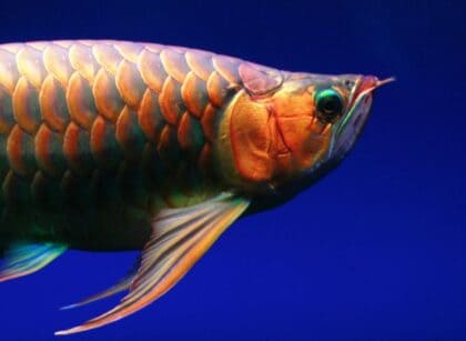 Top 10 Monster Fish for a Freshwater Aquarium
