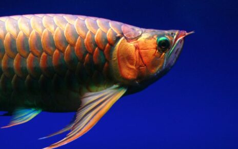 Top 10 Monster Fish for a Freshwater Aquarium
