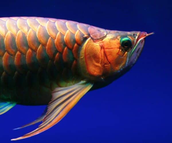 Top 10 Monster Fish for a Freshwater Aquarium