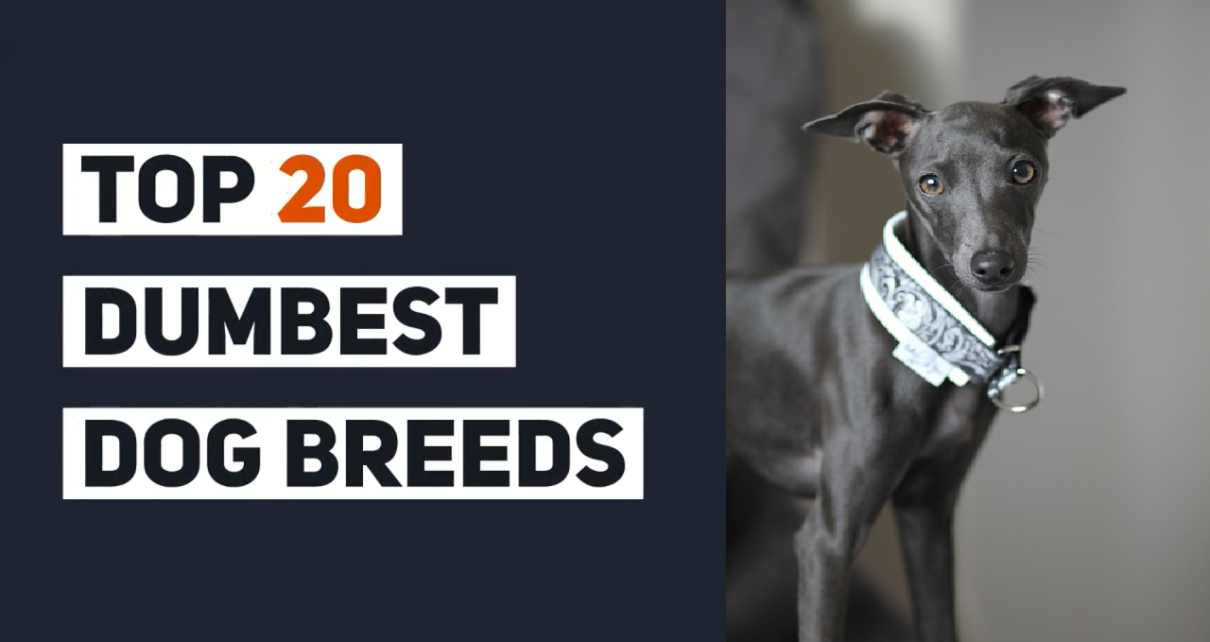 Top 20 Dumbest Dog Breeds