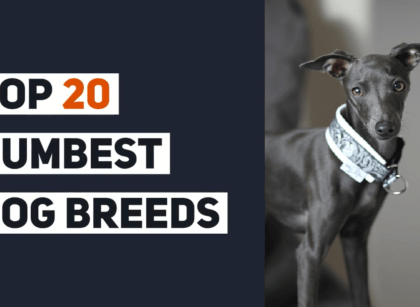 Top 20 Dumbest Dog Breeds