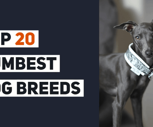 Top 20 Dumbest Dog Breeds