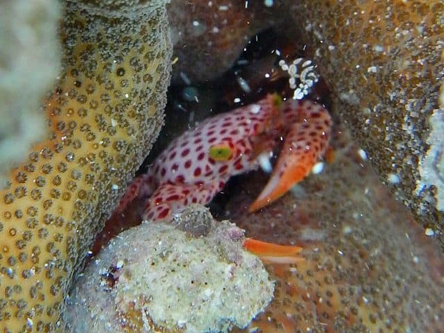 Trapezia Pocillopora - Acropora Crab