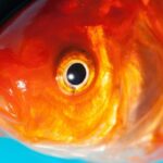 Signs of Ammonia Poisoning in Fish