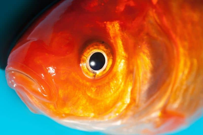 Signs of Ammonia Poisoning in Fish