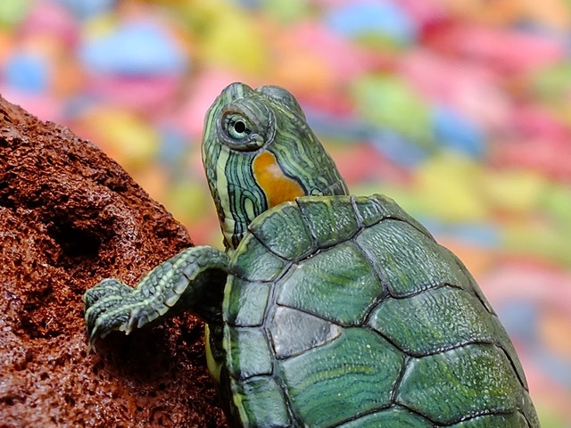 Can Red Eared Sliders Eat Mealworms?