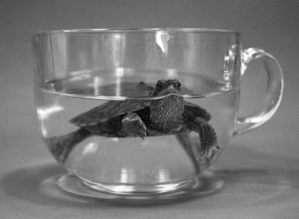 Turtle Tank Size Calculator - Aquatic Turtle Tank