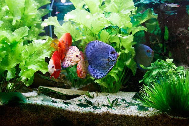 Types of Aquarium Filters