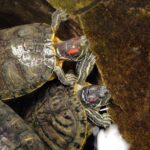 Types of Water Turtles - Types of Aquatic Turtles