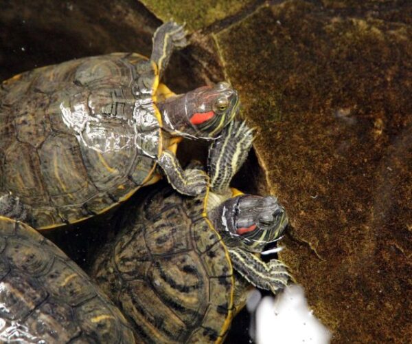 Types of Water Turtles - Types of Aquatic Turtles