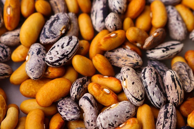 Unhealthy Treats - Can Cockatiels Eat Beans